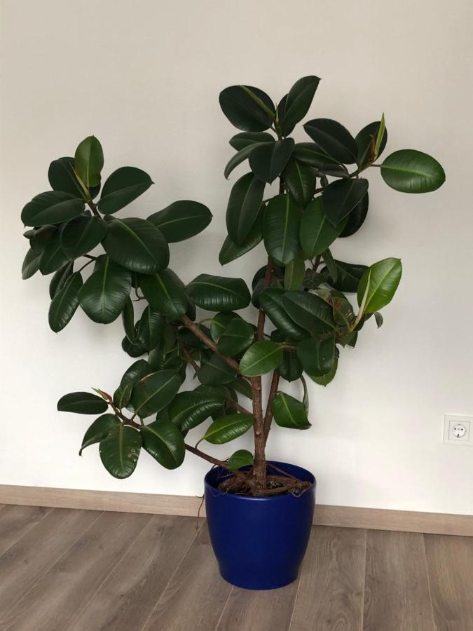 בולאיי Ferienwohnung Dunja מראה חיצוני תמונה